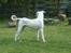 Blanding af racer Bamse R.I.P - her vogter jeg!