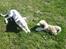 Blanding af racer Bamse R.I.P - leg i haven