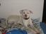Blanding af racer Bamse R.I.P - fck hunden...