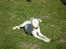 Blanding af racer Bamse R.I.P - sommer og sol