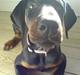 Dobermann Torontos Xenta *R.I.P.*