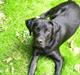 Labrador retriever Tyson