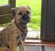 Border terrier Thilde