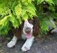 Engelsk springer spaniel Møffe