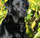 Labrador retriever KBHVV2017 Lotus. Hvil i fred, skønneste Tussemor