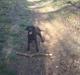 Labrador retriever Kinky