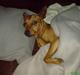 Dvaergpinscher buller