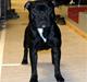 Staffordshire bull terrier Deestaff hannibal lector 