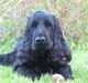 Cocker spaniel Balder