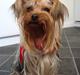 Yorkshire terrier Fiona