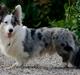 Welsh corgi cardigan Snuggi