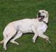 Labrador retriever Bonzo (Formel 1)