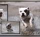 Staffordshire bull terrier Jeanty's Staff Viva La Bam