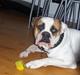 Amerikansk bulldog Morell's Aiko