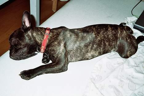 Fransk bulldog Debi *død* billede 9