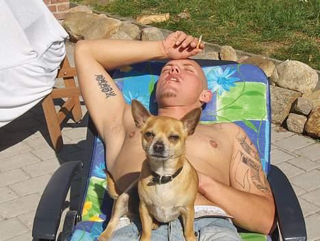 Chihuahua Rex - maj 2007. der er bare så skønt på fars mave.. billede 17