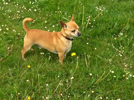 Chihuahua Rex - maj 2007 billede 18