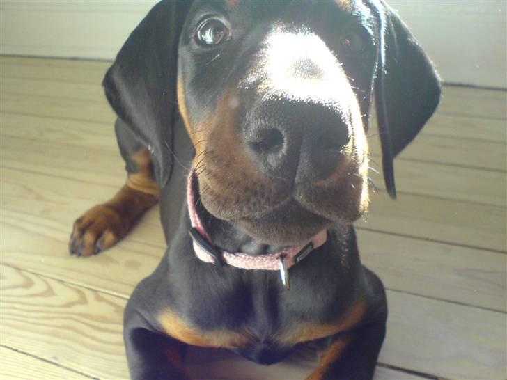 Dobermann Torontos Xenta *R.I.P.* - Hallooo.. Mor kan du se mig.. Synes kun jeg kan ane dine kinder .... billede 1