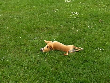 Chihuahua Rex - maj 2007 billede 19