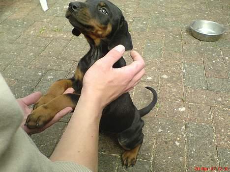 Dobermann Torontos Xenta *R.I.P.* - Mig der står ved far den sidste gang de var oppe og se mig inden de hented mig! billede 2