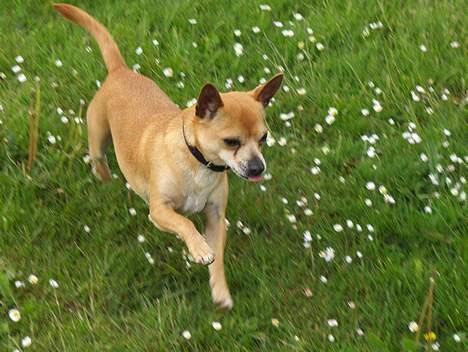 Chihuahua Rex - maj 2007 billede 20