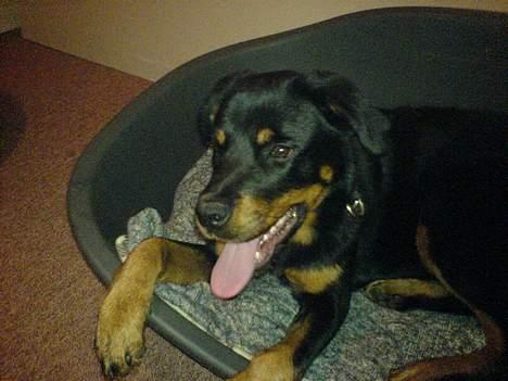 Rottweiler Jacko  *solgt* - i sin kurv billede 1