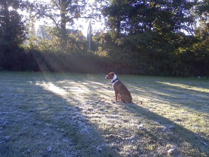 Blanding af racer Tulle billede 7