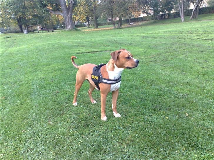 Blanding af racer Tulle billede 8