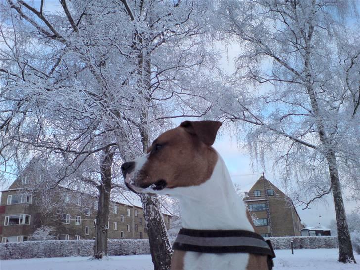 Blanding af racer Tulle billede 9