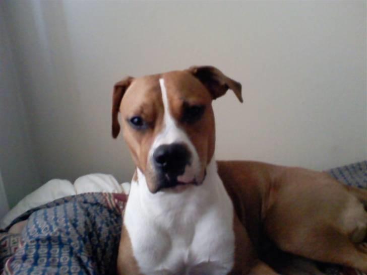 Blanding af racer Tulle billede 10