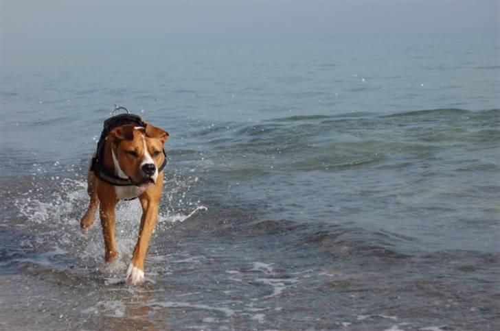 Blanding af racer Tulle billede 11