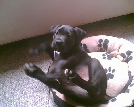 Blanding af racer xena billede 11