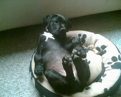 Blanding af racer xena billede 12