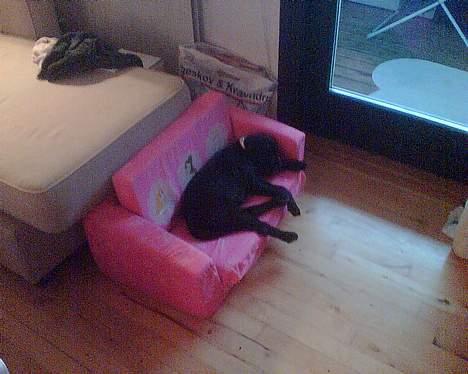 Blanding af racer xena billede 13