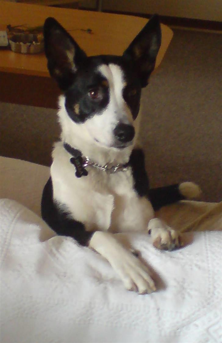 Blanding af racer Bella himmel hund  - ja jeg er så Bella pigen billede 4