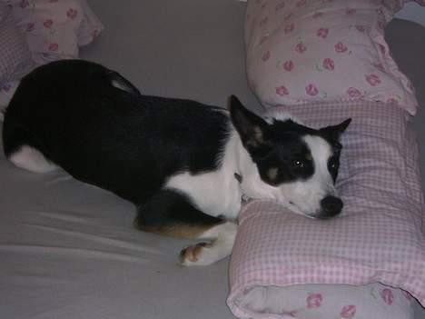 Blanding af racer Bella himmel hund  - elsker bare at putte i mors seng.. billede 2