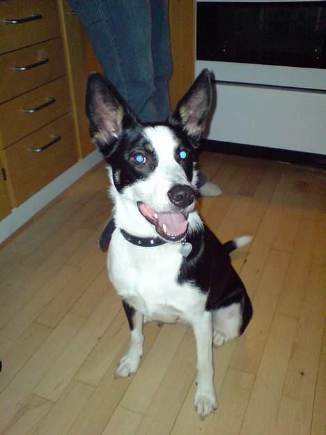 Blanding af racer Bella himmel hund  - siger du vi skal lege nu.. billede 3