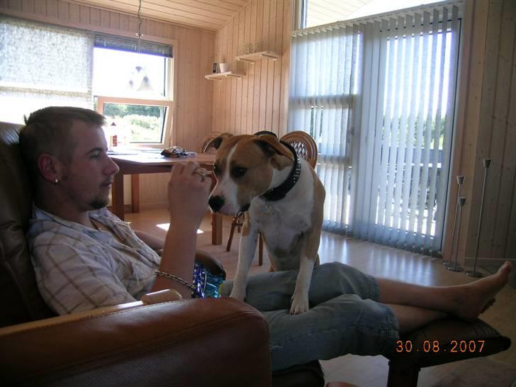 Amerikansk staffordshire terrier Buller billede 19