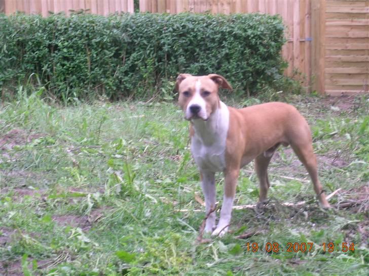 Amerikansk staffordshire terrier Buller billede 20