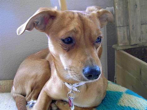 Blanding af racer Luna billede 17