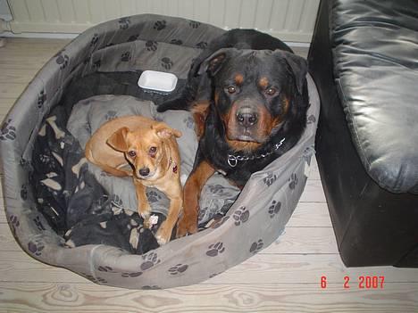 Blanding af racer Luna - Mig og min brdste ven Nico,jeg måtte lige låne lidt plads i hans kurv :-) billede 18