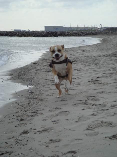 Amerikansk staffordshire terrier Xena - yeha here I come !! billede 18