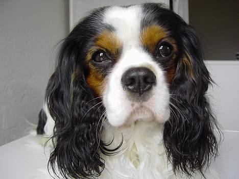 Cavalier king charles spaniel Lisbethsminde's James  billede 13