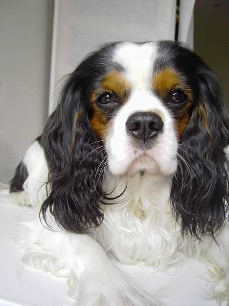Cavalier king charles spaniel Lisbethsminde's James  billede 14