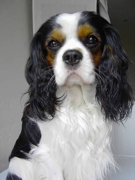 Cavalier king charles spaniel Lisbethsminde's James  billede 15