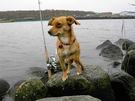 Blanding af racer Luna - Her er jeg ude og fiske med min far :-) jeg passer på fiskegrejet når far snakker.. billede 19