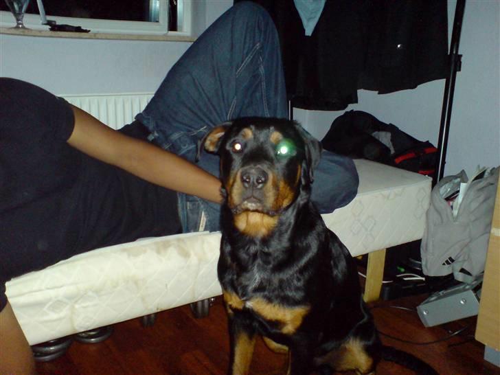 Rottweiler Bosley (Boss) - Boss 24 uger billede 15