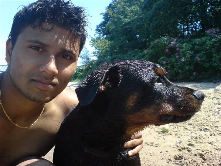 Rottweiler Bosley (Boss) billede 16