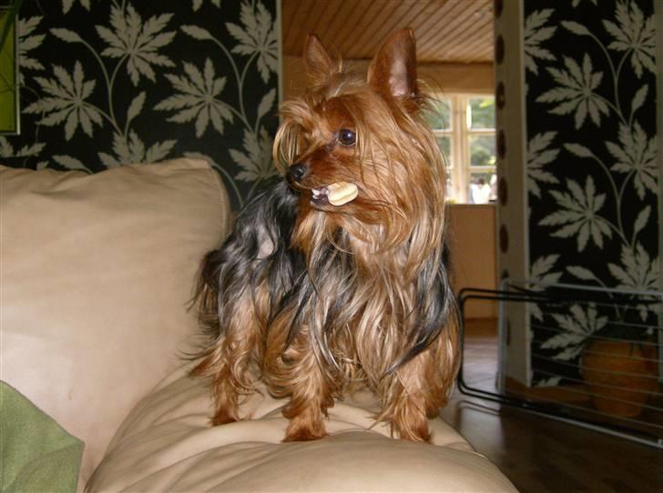Yorkshire terrier Ozzy - Hej.. Jeg hedder Ozzy!! billede 1