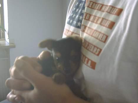Yorkshire terrier Ozzy - 6 uger og på far´s arm billede 2